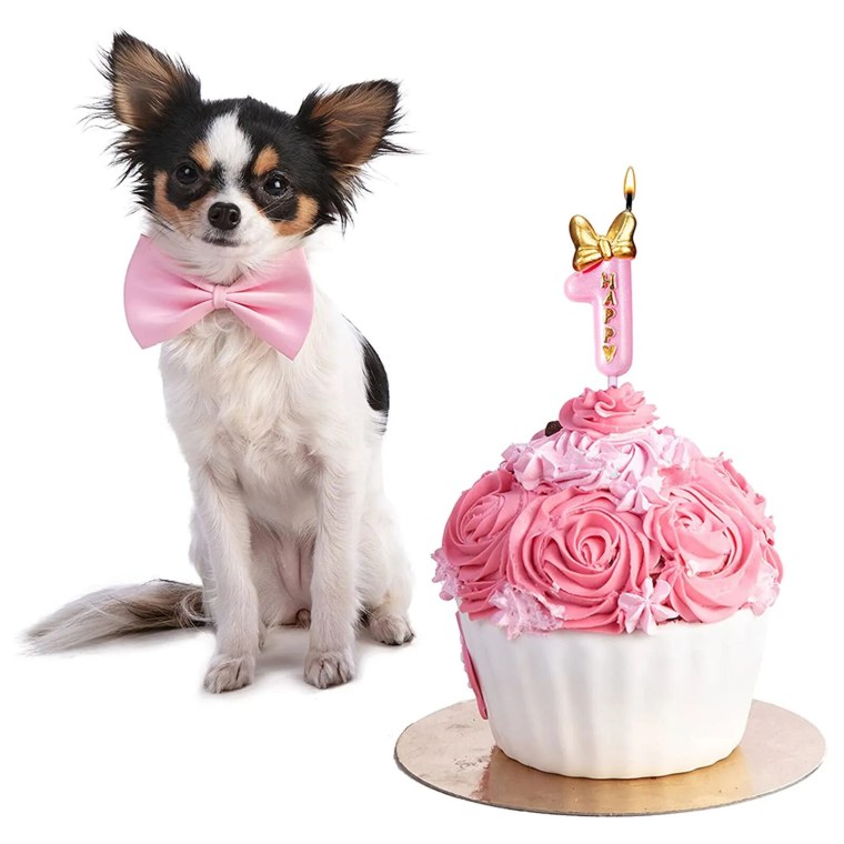 Пирожная собачка чихуахуа с днем рождения