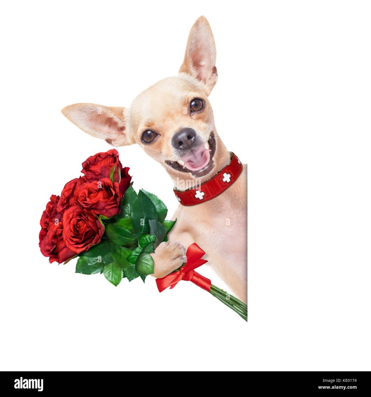 С днем рождения чихуахуа с цветами