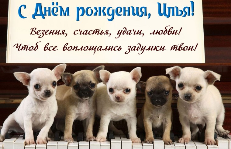 Собачий вальс картинки