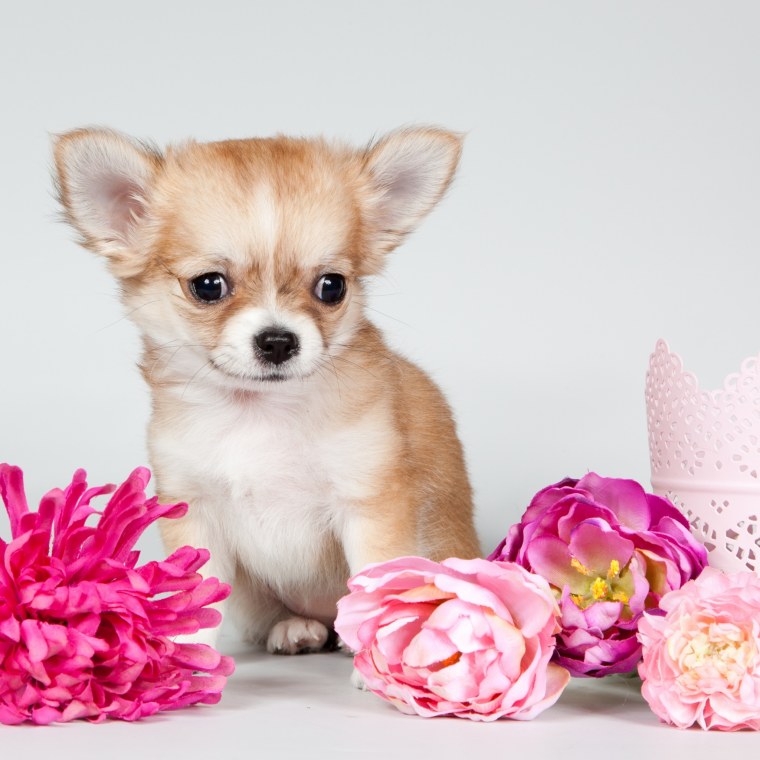 Собачка с цветами