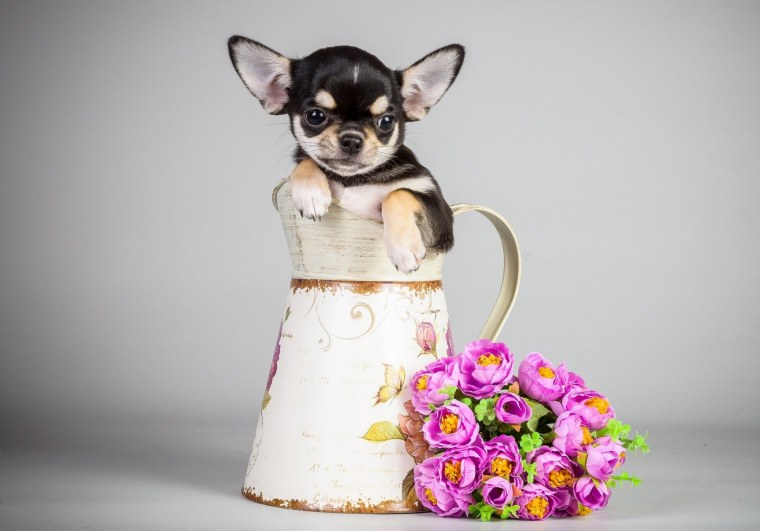 Чихуа с цветком