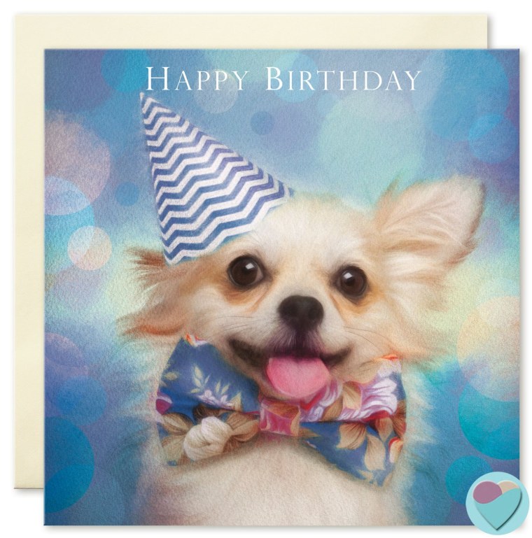 Birthday Chihuahua