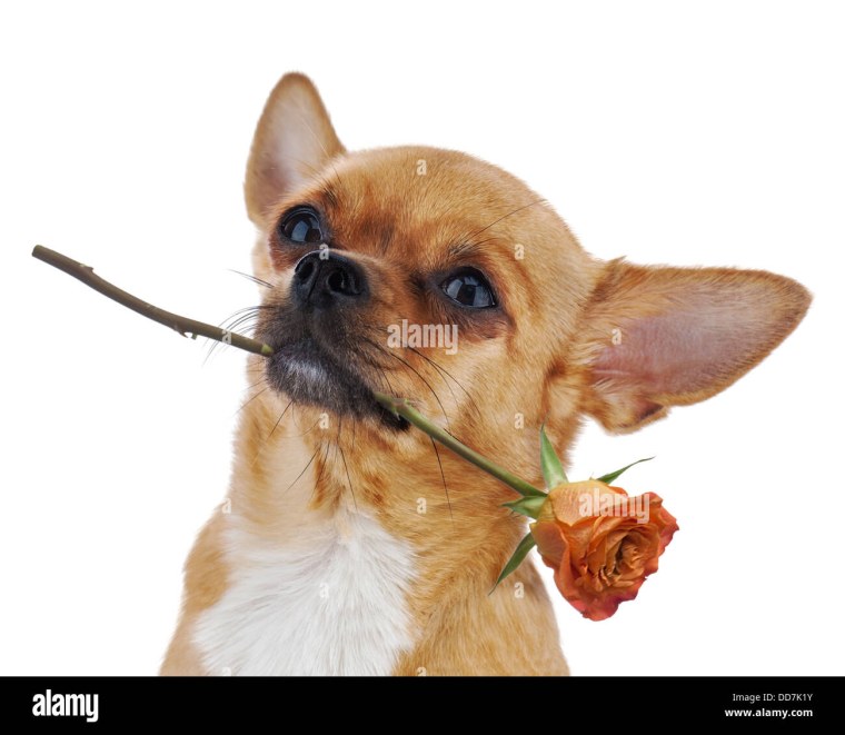 Чихуа с цветком в зубах