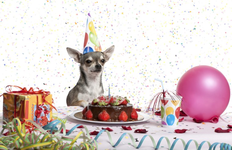 С днём рождения той терьер