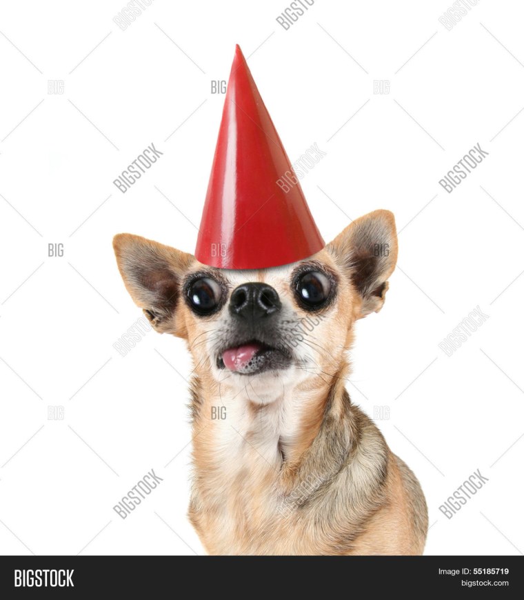 С днем рождения прикольные чихуа