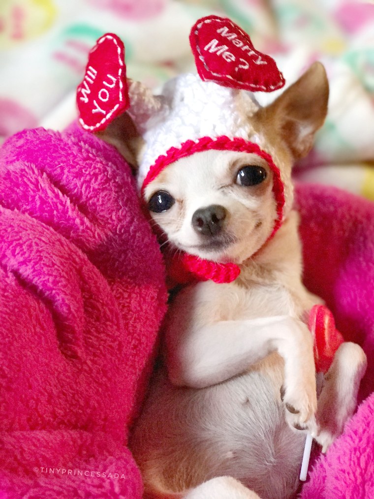 Пуппи собака чихуахуа