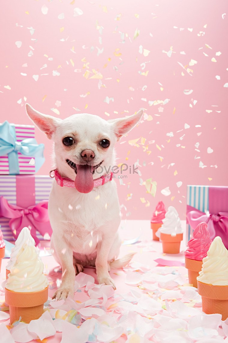 Открытки с днём рождения с чихуашками