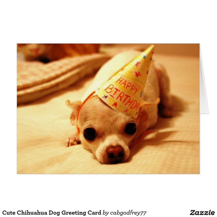 С днём рождения чихуахуа