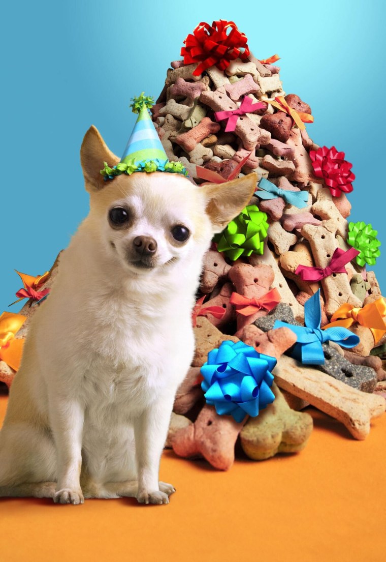 С днём рождения чихуахуа
