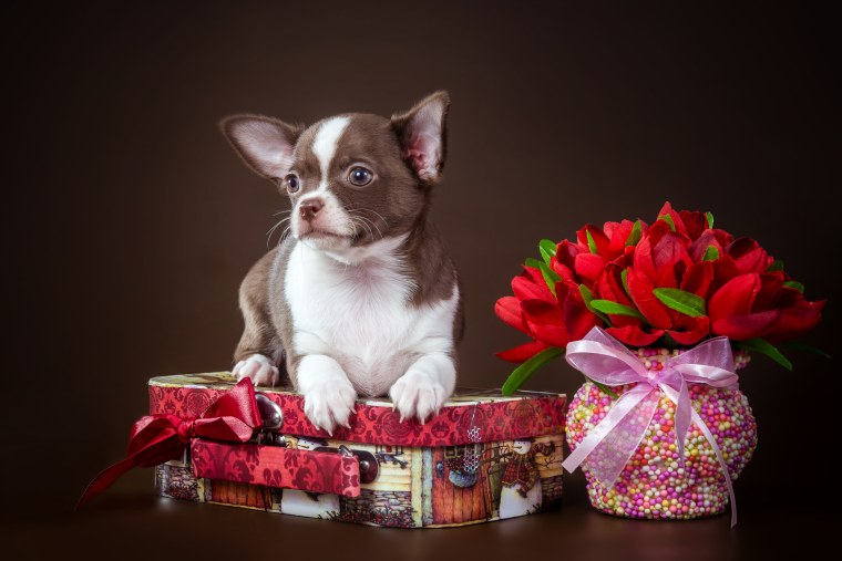 День чихуахуа