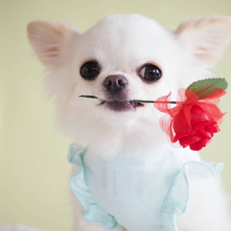 Картинки с чихами милые