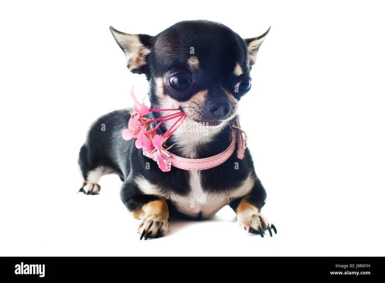 Открытка с чёрным чихуа