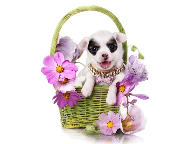 Собачка в корзинке с цветами
