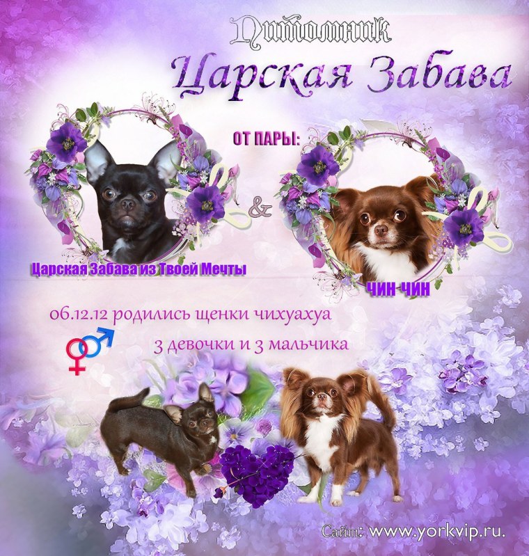 Поздравление родились щенки