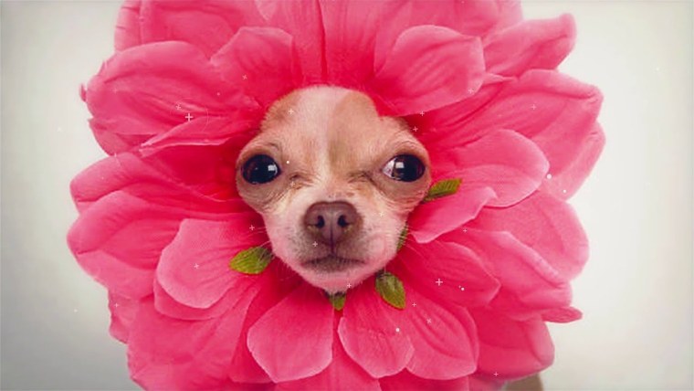 С днём рождения чихуахуа