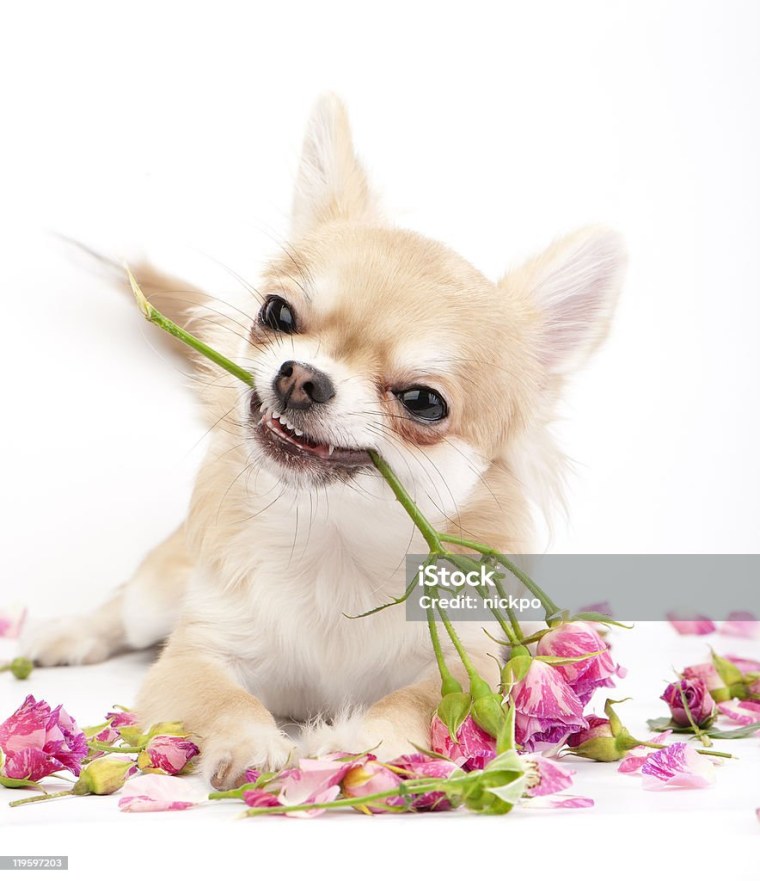Чихуа с цветами