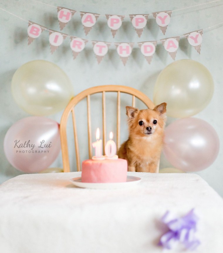 С днём рождения чихуахуа с ребенком