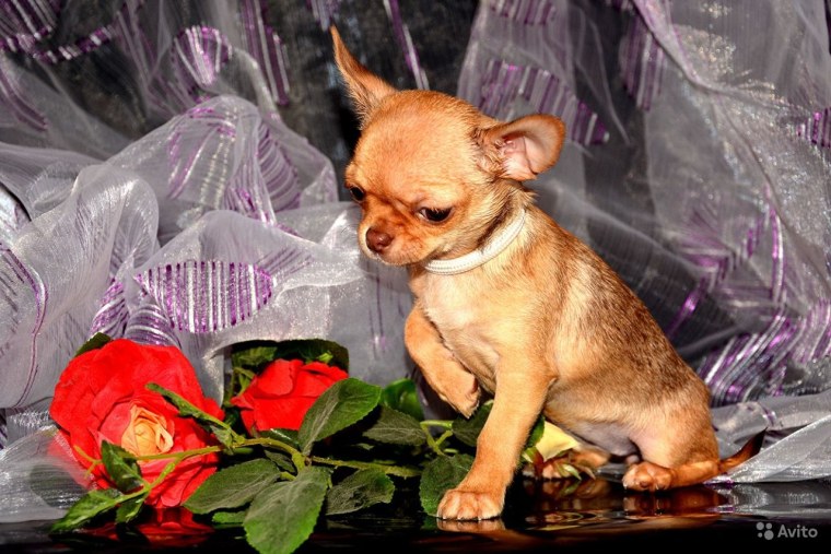 Чихуахуа Буня Ксюши жизневскии