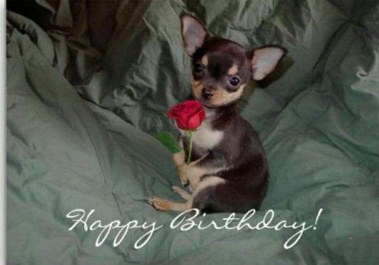 Открытка с днём рождения женщине с чихуахуа