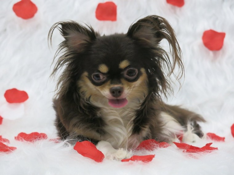 Обои на рабочий стол красивые милые чихуахуа