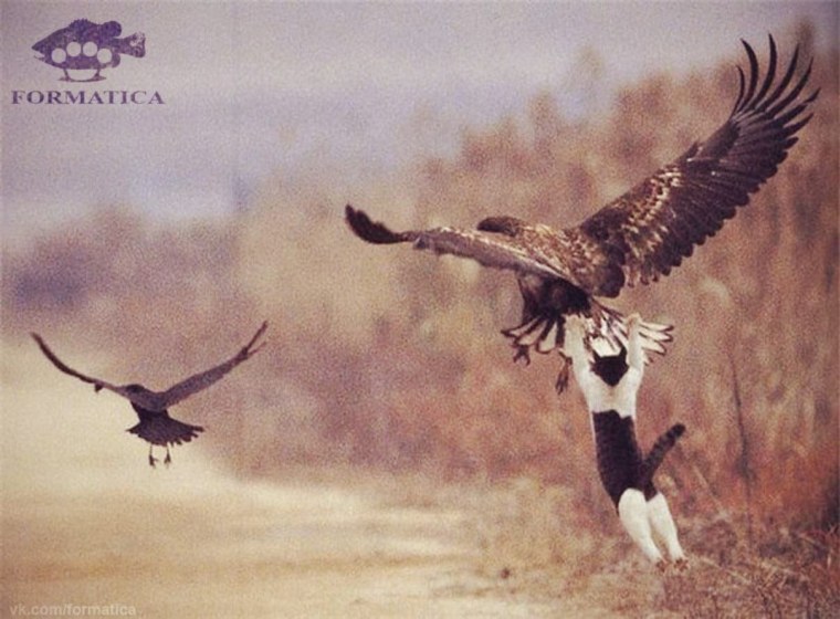 Лови удачу за хвост