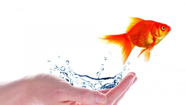 Золотая рыбка в руках