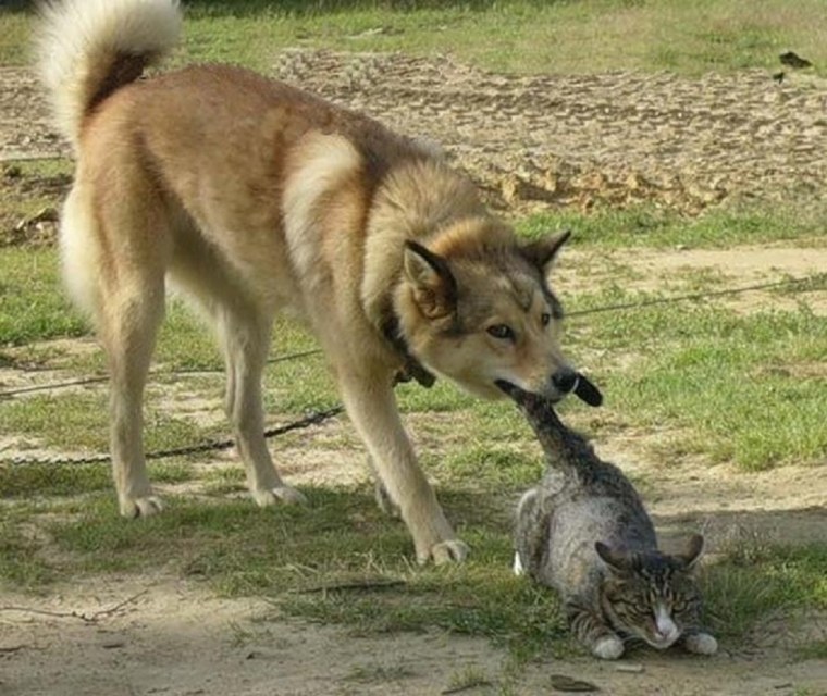 Жалкий волк