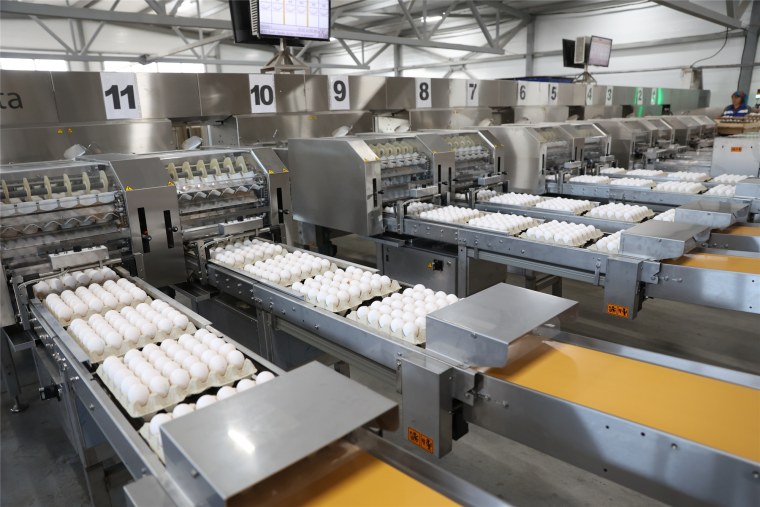 Моргаушская птицефабрика Чувашия новости