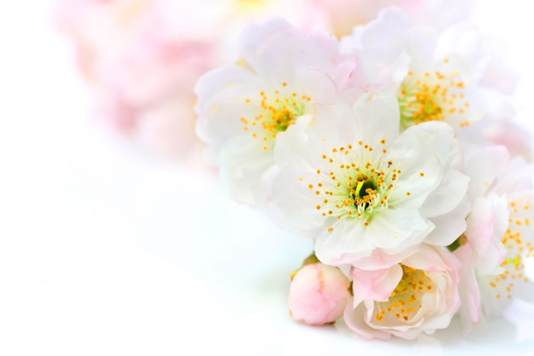 Модульная картина нежность хризантем