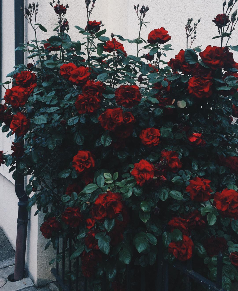 Плетистая роза aesthetic