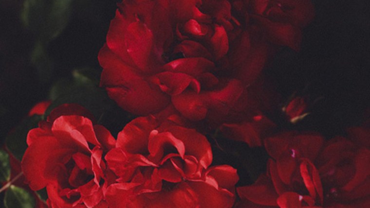 Красные цветы aesthetic