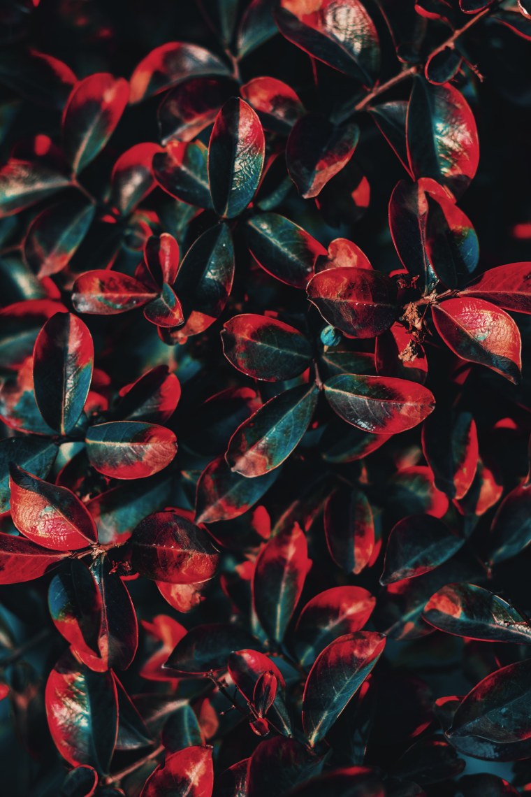 Растение с красно-зелеными листьями