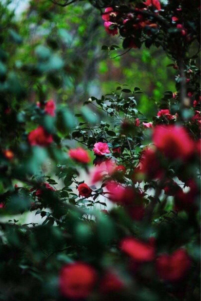 Красно зеленый цветок