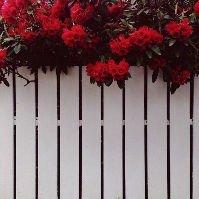 Цветы на заборе
