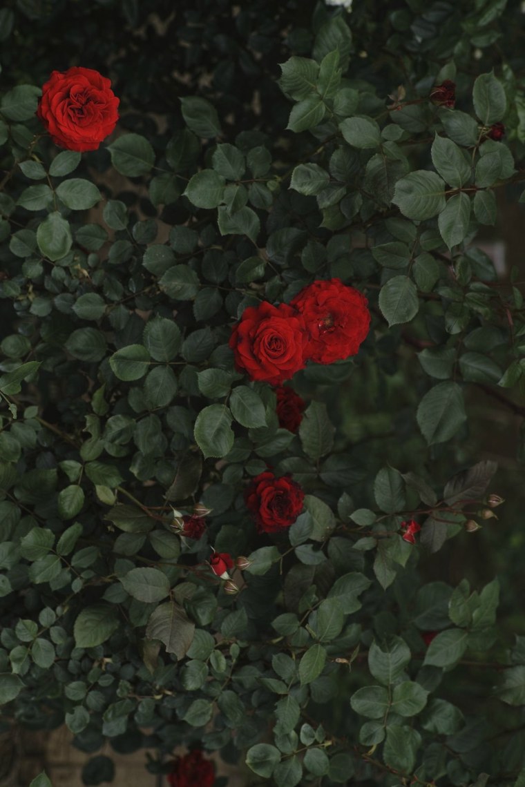 Блэк Роуз ред Роуз