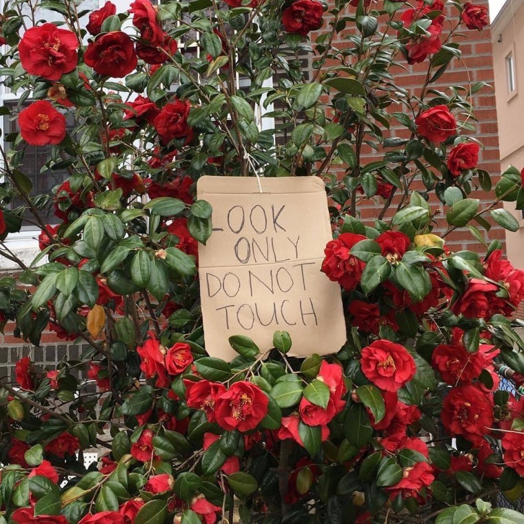 Зелено красно белая Эстетика