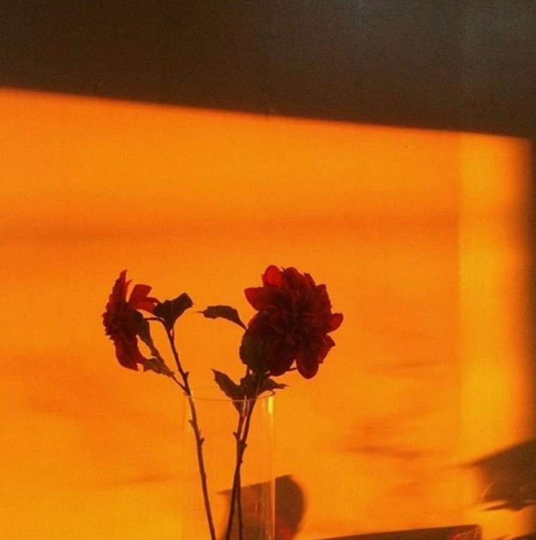 Оранжевые цветы Эстетика