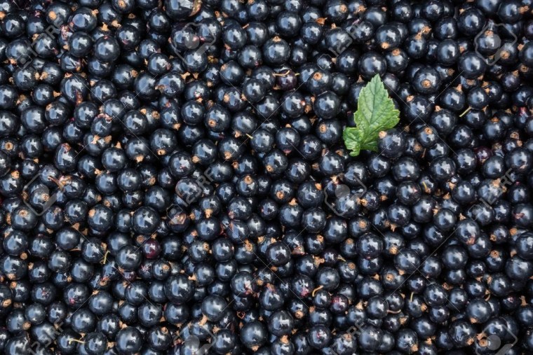 Черная смородина текстура