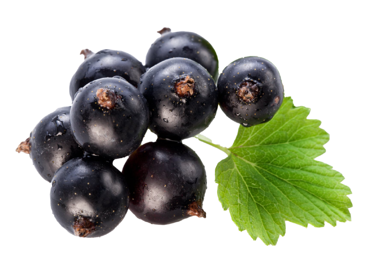 Черная смородина рефернс