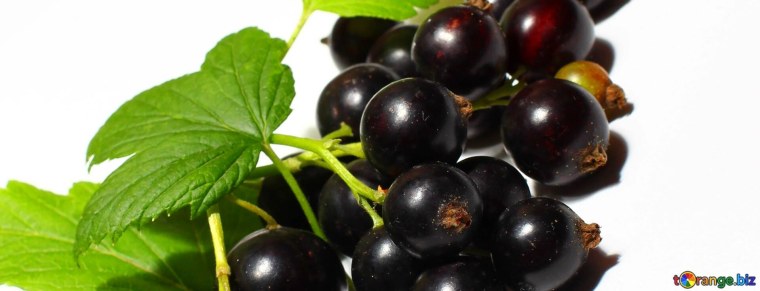 Смородина черная (10 кг)