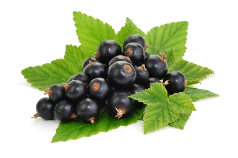 Смородина чёрная