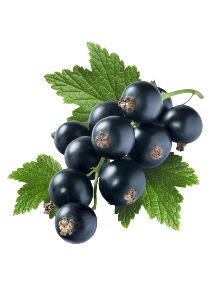 Смородина чёрная