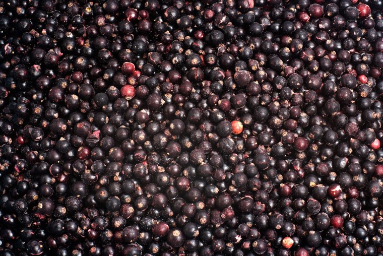 Смородина россыпь