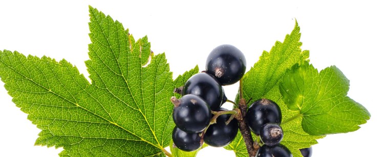 Лист смородины
