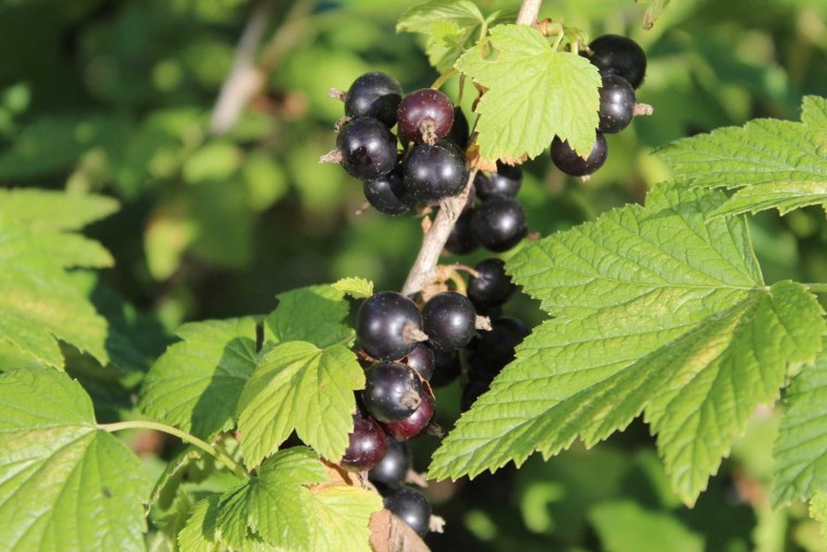 Смородина черная Ворожея