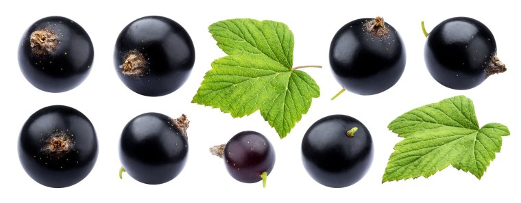 Черная смородина на белом фоне