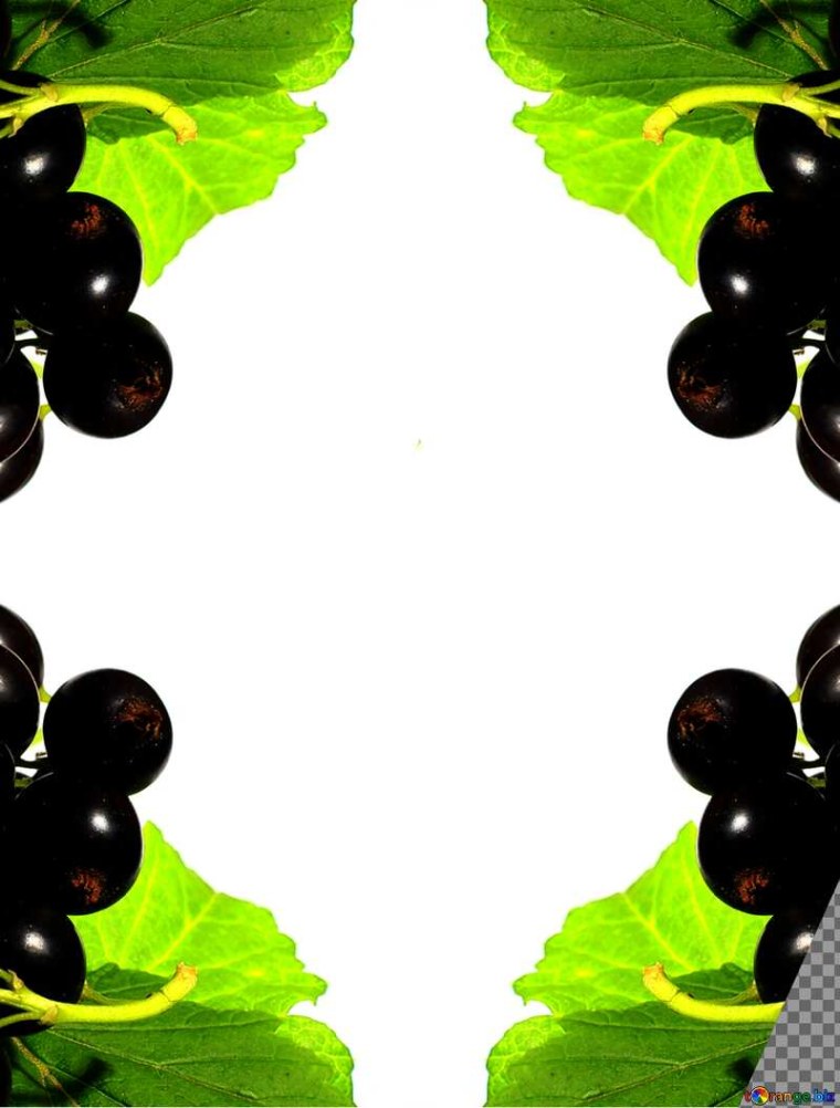 Чёрная смородина фоторамка