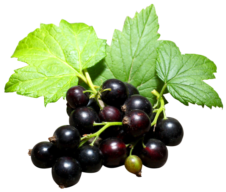 Black Currant виноград
