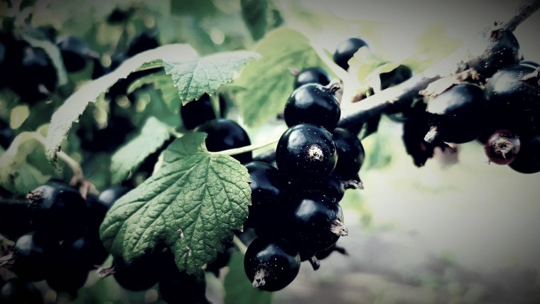 Смородина черная Бен ломонд