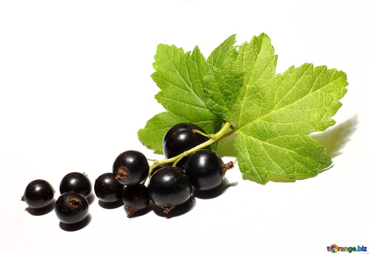 Смородина чёрная